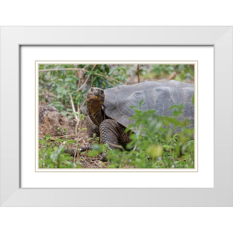 San Cristobal giant tortoise-San Cristobal Island-Galapagos Islands-Ecuador White Modern Wood Framed Art Print with Double Matting by Jones, Adam