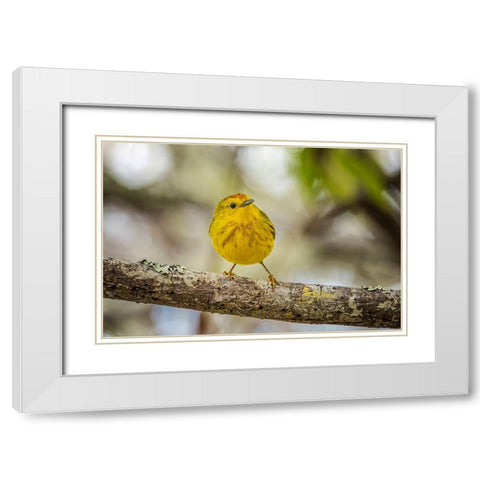 Yellow warbler San Cristobal Island-Galapagos Islands-Ecuador White Modern Wood Framed Art Print with Double Matting by Jones, Adam