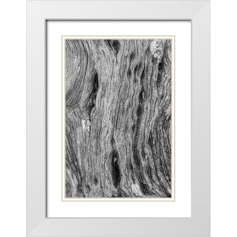 Pattern in dead tree-San Cristobal Island-Galapagos Islands-Ecuador White Modern Wood Framed Art Print with Double Matting by Jones, Adam