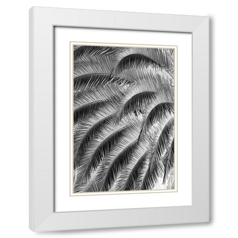 Black and White Pattern in branches of palm tree-Quito-Ecuador White Modern Wood Framed Art Print with Double Matting by Jones, Adam