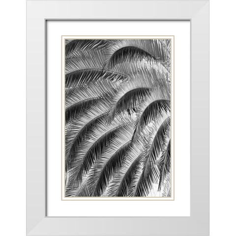 Black and White Pattern in branches of palm tree-Quito-Ecuador White Modern Wood Framed Art Print with Double Matting by Jones, Adam