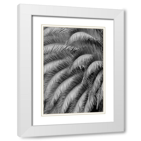 Black and White Pattern in branches of palm tree-Quito-Ecuador White Modern Wood Framed Art Print with Double Matting by Jones, Adam