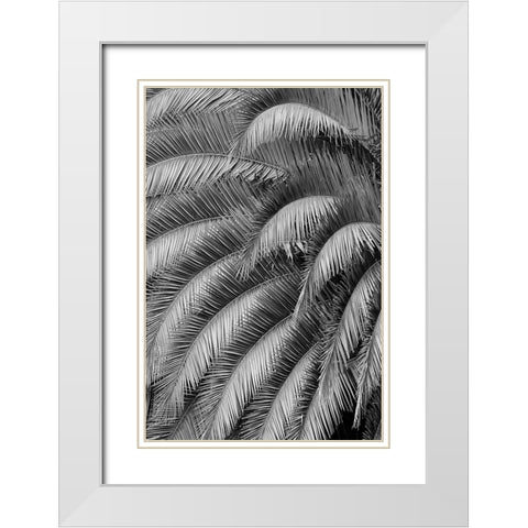 Black and White Pattern in branches of palm tree-Quito-Ecuador White Modern Wood Framed Art Print with Double Matting by Jones, Adam