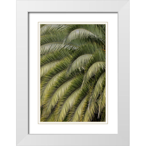 Pattern in branches of palm tree-Quito-Ecuador White Modern Wood Framed Art Print with Double Matting by Jones, Adam