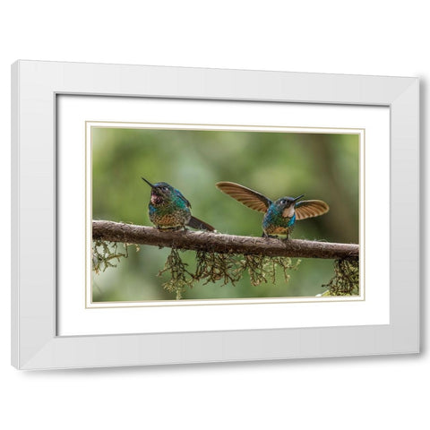 Pair of Green-crowned brilliant-Ecuador White Modern Wood Framed Art Print with Double Matting by Jones, Adam