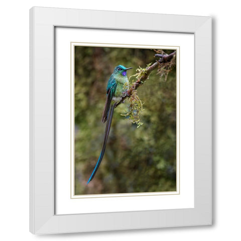 Long-tailed sylph-Ecuador White Modern Wood Framed Art Print with Double Matting by Jones, Adam