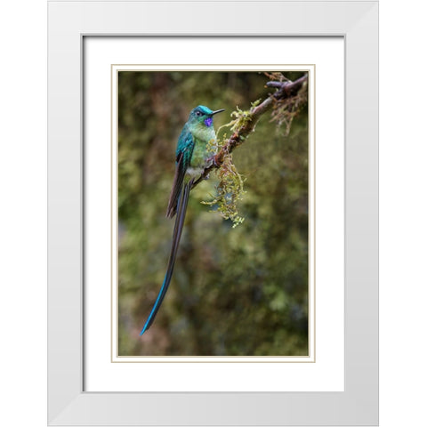 Long-tailed sylph-Ecuador White Modern Wood Framed Art Print with Double Matting by Jones, Adam