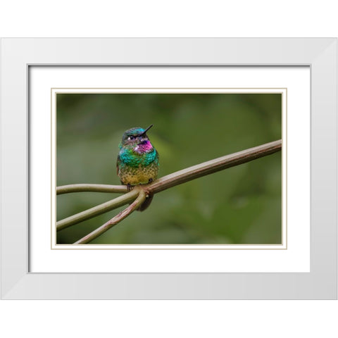 Amethyst-throated Sunangel Ecuador White Modern Wood Framed Art Print with Double Matting by Jones, Adam