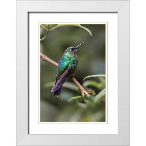 Green-crowned brilliant-Ecuador White Modern Wood Framed Art Print with Double Matting by Jones, Adam