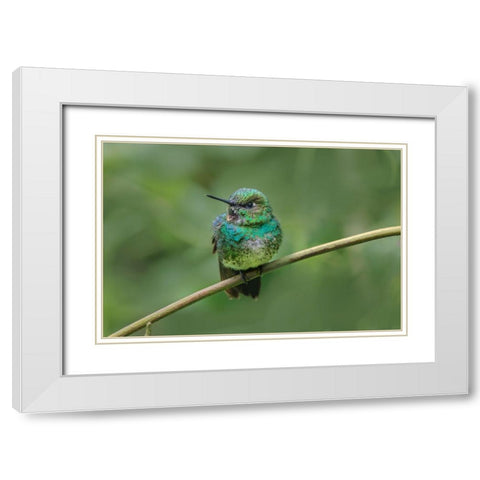 Green-crowned brilliant-Ecuador White Modern Wood Framed Art Print with Double Matting by Jones, Adam