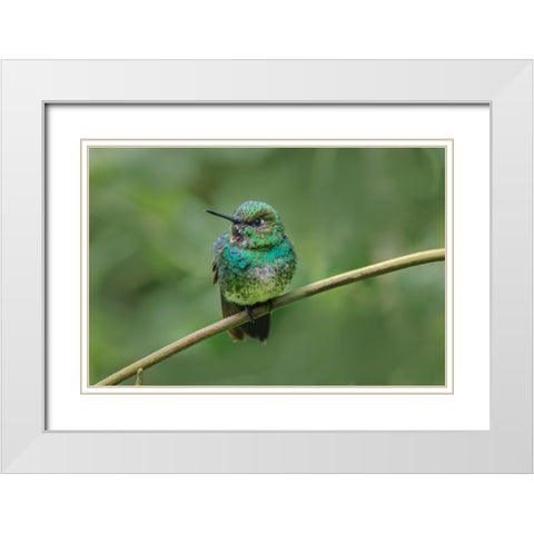 Green-crowned brilliant-Ecuador White Modern Wood Framed Art Print with Double Matting by Jones, Adam