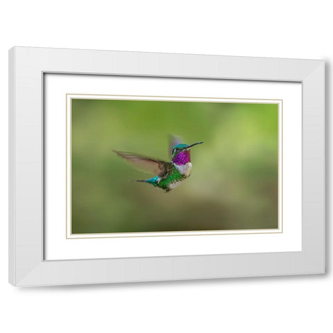 White-bellied woodstar flying-Ecuador White Modern Wood Framed Art Print with Double Matting by Jones, Adam