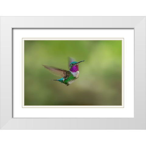 White-bellied woodstar flying-Ecuador White Modern Wood Framed Art Print with Double Matting by Jones, Adam