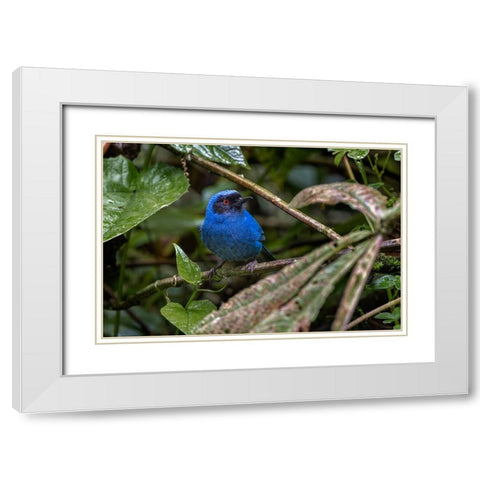 Masked flowerpiercer-Ecuador White Modern Wood Framed Art Print with Double Matting by Jones, Adam