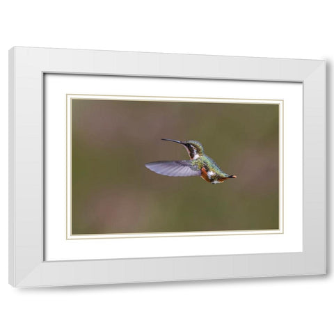 Female Purple-throated Woodstar-Ecuador White Modern Wood Framed Art Print with Double Matting by Jones, Adam