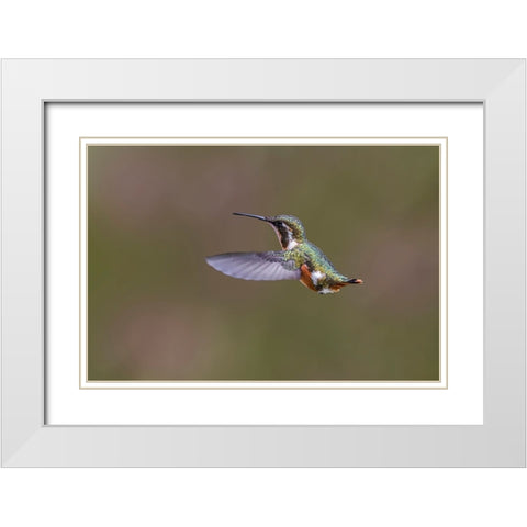 Female Purple-throated Woodstar-Ecuador White Modern Wood Framed Art Print with Double Matting by Jones, Adam