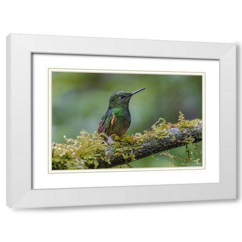 Buff-tailed Coronet-Ecuador White Modern Wood Framed Art Print with Double Matting by Jones, Adam