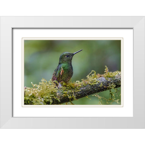 Buff-tailed Coronet-Ecuador White Modern Wood Framed Art Print with Double Matting by Jones, Adam