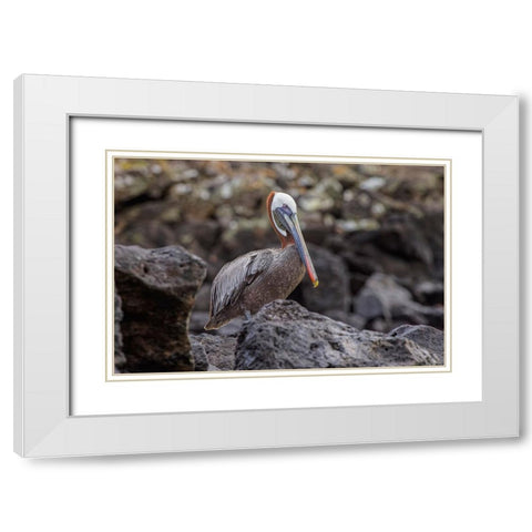 Brown pelican-Espanola Island-Galapagos-Ecuador White Modern Wood Framed Art Print with Double Matting by Jones, Adam