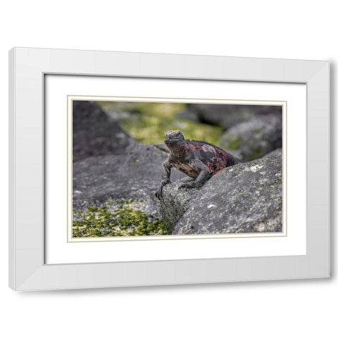 Marine iguana-Espanola Island-Galapagos Islands-Ecuador White Modern Wood Framed Art Print with Double Matting by Jones, Adam