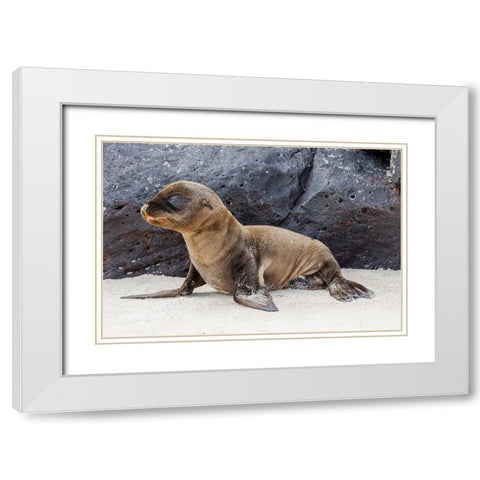 Baby Galapagos sealion pup-Espanola Island-Galapagos Islands-Ecuador White Modern Wood Framed Art Print with Double Matting by Jones, Adam