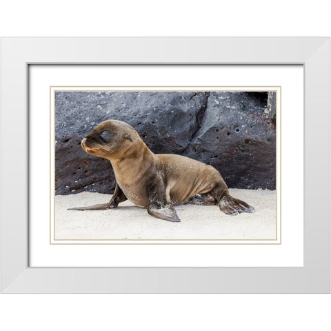Baby Galapagos sealion pup-Espanola Island-Galapagos Islands-Ecuador White Modern Wood Framed Art Print with Double Matting by Jones, Adam