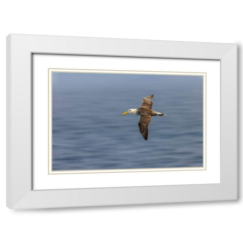 Waved albatross flying-Espanola Island-Galapagos Islands-Ecuador White Modern Wood Framed Art Print with Double Matting by Jones, Adam