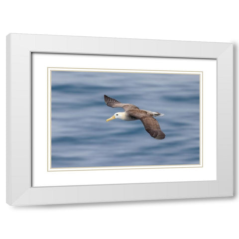 Waved albatross flying-Espanola Island-Galapagos Islands-Ecuador White Modern Wood Framed Art Print with Double Matting by Jones, Adam