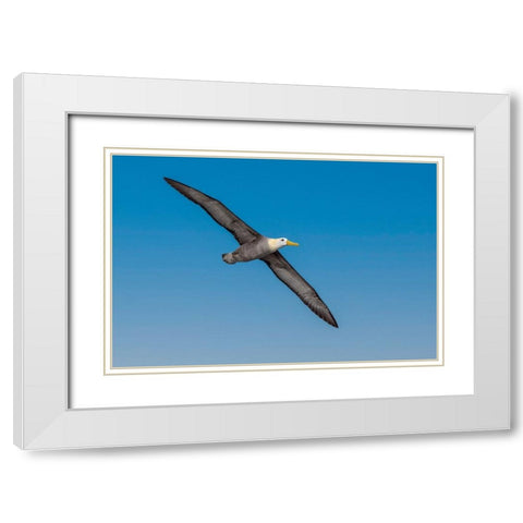 Waved albatross flying-Espanola Island-Galapagos Islands-Ecuador White Modern Wood Framed Art Print with Double Matting by Jones, Adam
