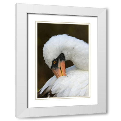 Nazca booby preening feathers-Espanola Island-Galapagos Islands-Ecuador White Modern Wood Framed Art Print with Double Matting by Jones, Adam