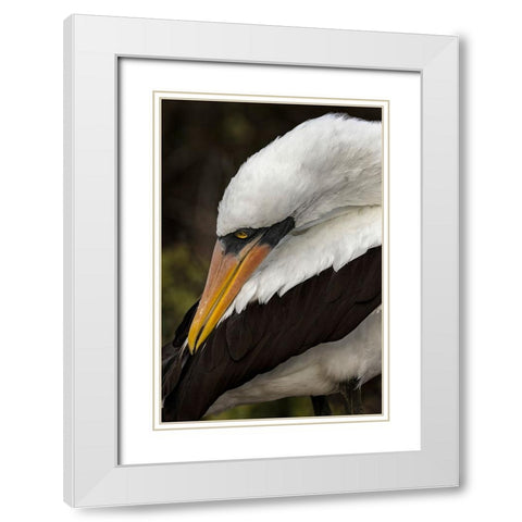 Nazca booby preening feathers-Espanola Island-Galapagos Islands-Ecuador White Modern Wood Framed Art Print with Double Matting by Jones, Adam