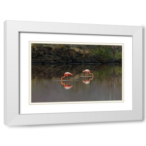 Galapagos Flamingo or Caribbean flamingo-Flamingo Lagoon-Punta Cormorant Floreana Island White Modern Wood Framed Art Print with Double Matting by Jones, Adam