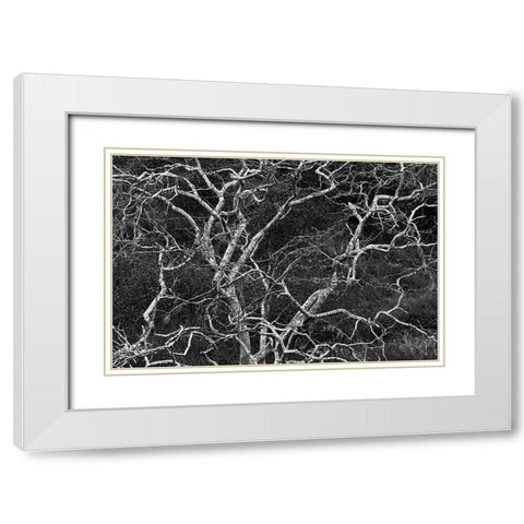 Palo santo tree Floreana Island-Galapagos Islands-Ecuador White Modern Wood Framed Art Print with Double Matting by Jones, Adam