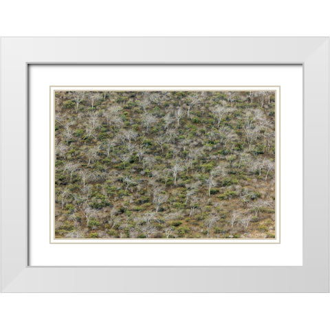 Hillside of palo santo trees Floreana Island-Galapagos Islands-Ecuador White Modern Wood Framed Art Print with Double Matting by Jones, Adam