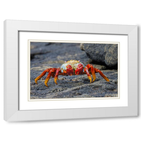 Sally lightfoot crab Floreana Island-Galapagos Islands-Ecuador White Modern Wood Framed Art Print with Double Matting by Jones, Adam