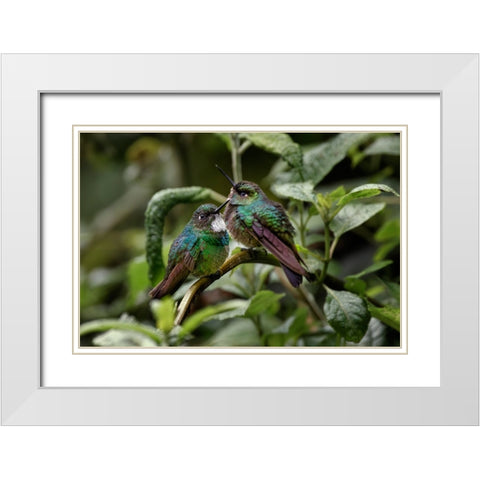 Pair of Green-crowned brilliant-Ecuador White Modern Wood Framed Art Print with Double Matting by Jones, Adam