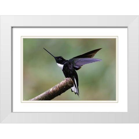 Collared Inca Ecuador White Modern Wood Framed Art Print with Double Matting by Jones, Adam