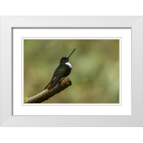 Collared Inca Ecuador White Modern Wood Framed Art Print with Double Matting by Jones, Adam