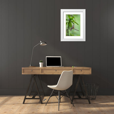 Speckled hummingbird-Ecuador White Modern Wood Framed Art Print with Double Matting by Jones, Adam