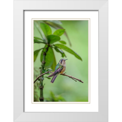 Speckled hummingbird-Ecuador White Modern Wood Framed Art Print with Double Matting by Jones, Adam