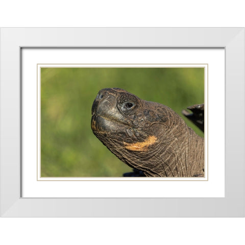Galapagos giant tortoise Genovesa Island-Galapagos Islands-Ecuador White Modern Wood Framed Art Print with Double Matting by Jones, Adam