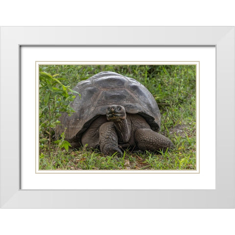 Galapagos giant tortoise Genovesa Island-Galapagos Islands-Ecuador White Modern Wood Framed Art Print with Double Matting by Jones, Adam