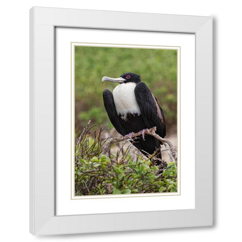 Female Great frigatebird-Genovesa Island-Ecuador White Modern Wood Framed Art Print with Double Matting by Jones, Adam