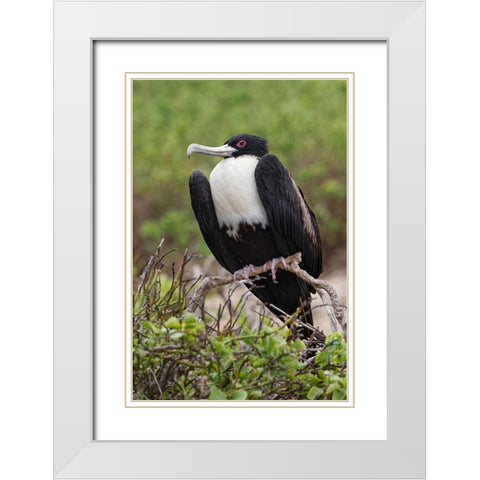 Female Great frigatebird-Genovesa Island-Ecuador White Modern Wood Framed Art Print with Double Matting by Jones, Adam