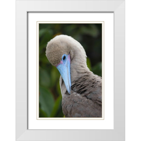 Red-footed booby nestling Genovesa Island-Galapagos Islands-Ecuador White Modern Wood Framed Art Print with Double Matting by Jones, Adam