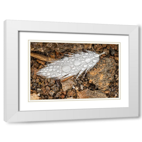 Nazca booby feather on ground with water drops Genovesa Island-Galapagos Islands-Ecuador White Modern Wood Framed Art Print with Double Matting by Jones, Adam