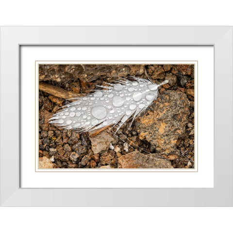 Nazca booby feather on ground with water drops Genovesa Island-Galapagos Islands-Ecuador White Modern Wood Framed Art Print with Double Matting by Jones, Adam