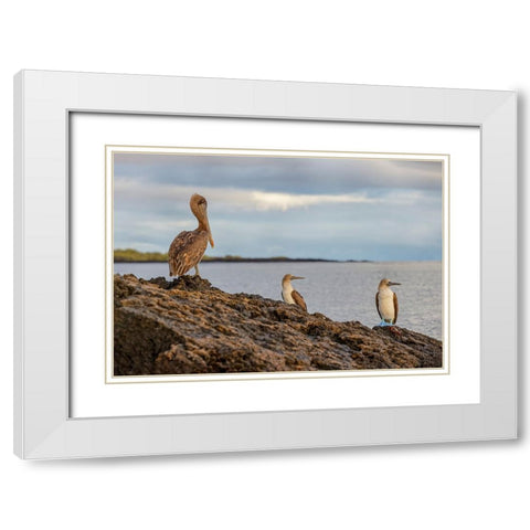 Blue-footed booby and brown pelican-Ecuador-Galapagos Islands-Santa Cruz Island White Modern Wood Framed Art Print with Double Matting by Jones, Adam