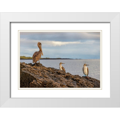 Blue-footed booby and brown pelican-Ecuador-Galapagos Islands-Santa Cruz Island White Modern Wood Framed Art Print with Double Matting by Jones, Adam