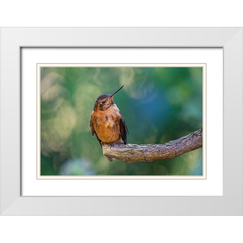 Shining sunbeam-Ecuador White Modern Wood Framed Art Print with Double Matting by Jones, Adam